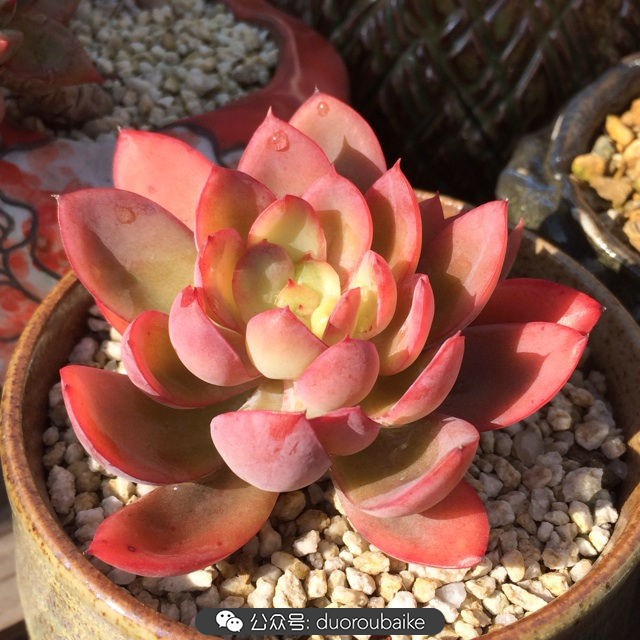 江浙沪多肉过冬,江浙沪一年四季露养的多肉