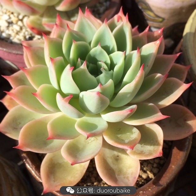 江浙沪多肉过冬,江浙沪一年四季露养的多肉