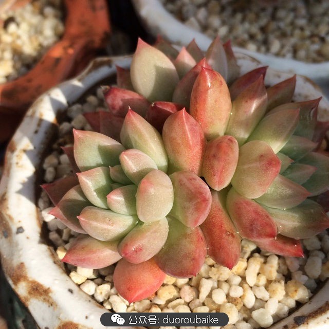 江浙沪多肉过冬,江浙沪一年四季露养的多肉