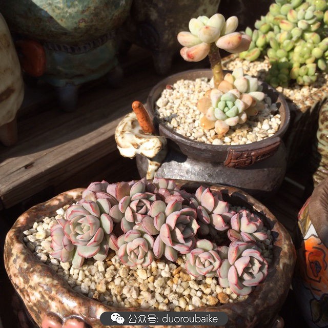 江浙沪多肉过冬,江浙沪一年四季露养的多肉