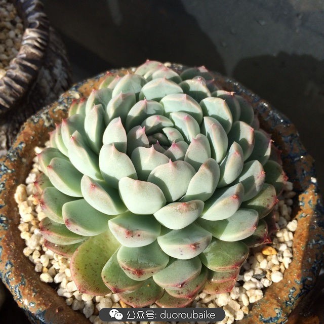 江浙沪多肉过冬,江浙沪一年四季露养的多肉