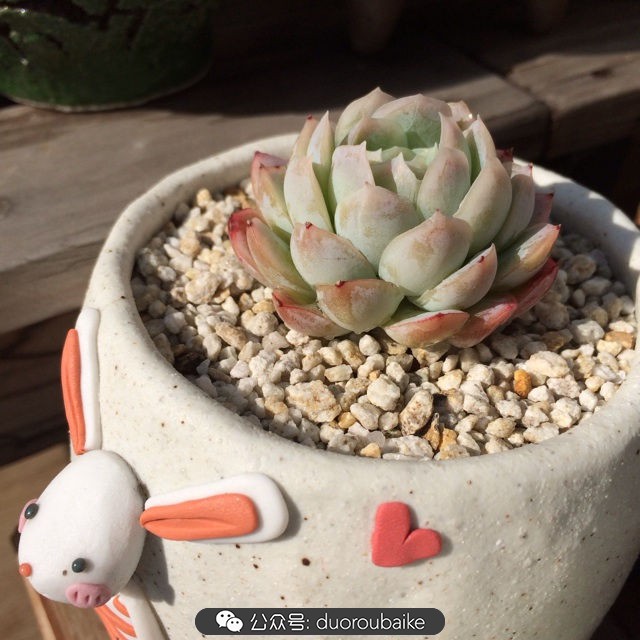 江浙沪多肉过冬,江浙沪一年四季露养的多肉