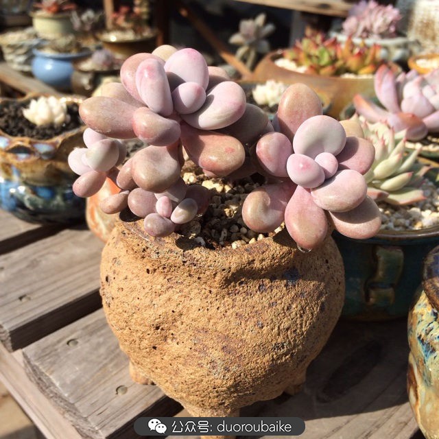 江浙沪多肉过冬,江浙沪一年四季露养的多肉