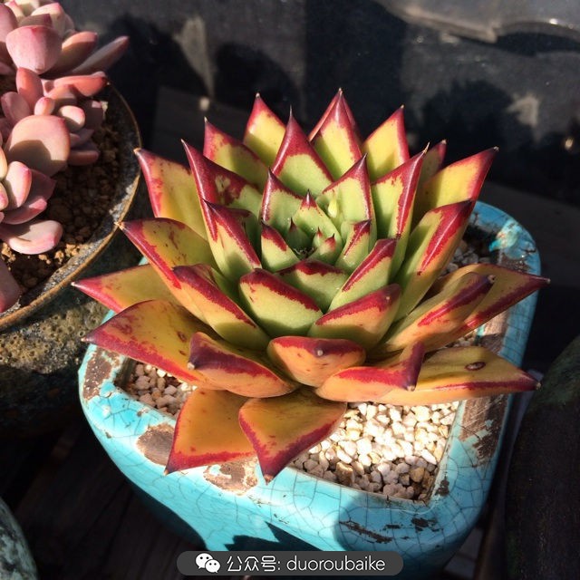 江浙沪多肉过冬,江浙沪一年四季露养的多肉