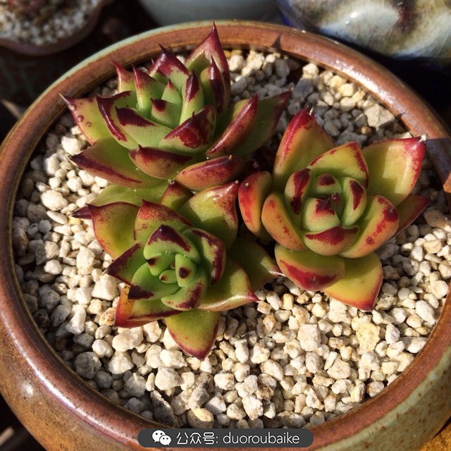 江浙沪多肉过冬,江浙沪一年四季露养的多肉