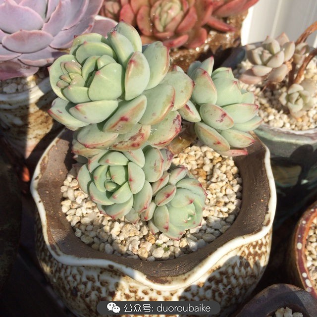 江浙沪多肉过冬,江浙沪一年四季露养的多肉