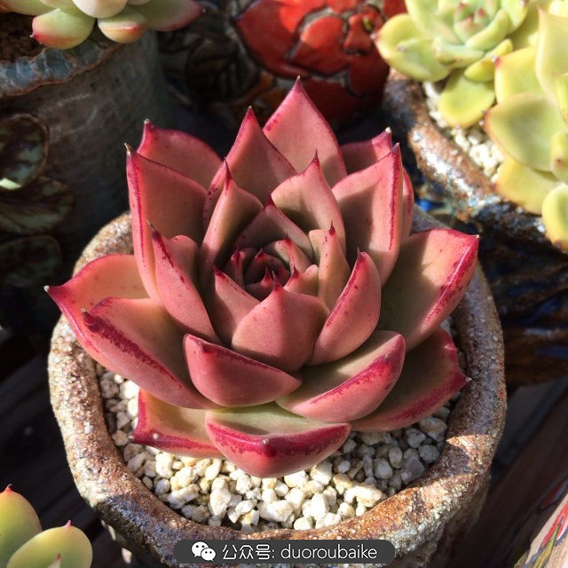 江浙沪多肉过冬,江浙沪一年四季露养的多肉