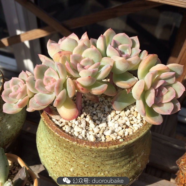 江浙沪多肉过冬,江浙沪一年四季露养的多肉