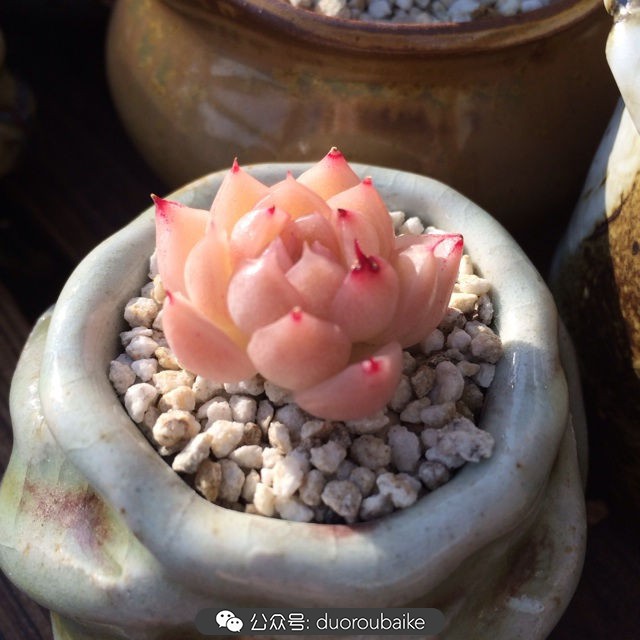 江浙沪多肉过冬,江浙沪一年四季露养的多肉