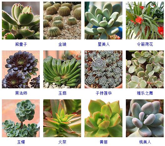 多肉植物150种大全,多肉种植攻略150种常见多肉植物