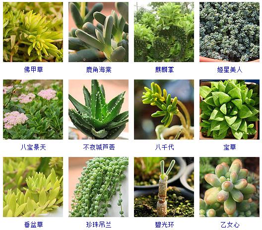 多肉植物150种大全,多肉种植攻略150种常见多肉植物