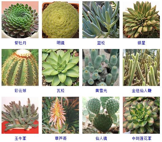 多肉植物150种大全,多肉种植攻略150种常见多肉植物