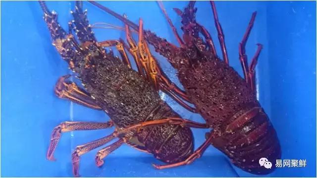 雪蟹好还是龙虾好,大龙虾好还是海蟹好