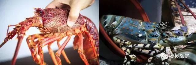 雪蟹好还是龙虾好,大龙虾好还是海蟹好