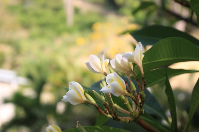 泰国曼谷芭提雅华欣7天自由行 (泰国华欣与芭提雅是一个地方吗)