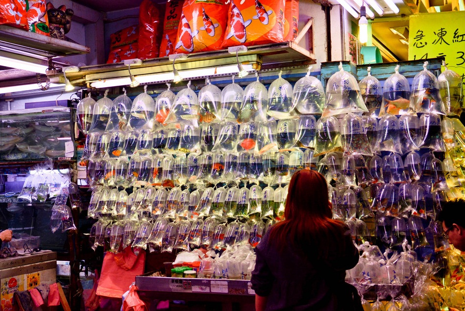 一起去看bigbang演唱会,bigbang香港演唱会门票价格