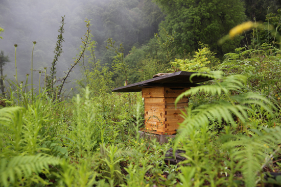 治小孩不说话的偏方,孩子咳咳怎么治