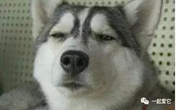 宠粮的基本知识,养宠小知识幼犬掉毛是什么原因