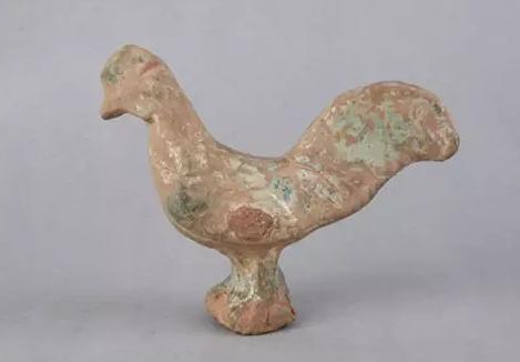 鸡为什么叫母鸡,鸡为什么叫家禽