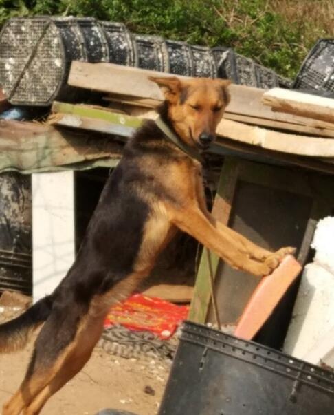 路上偶遇德牧,路上偶遇流浪狗视频