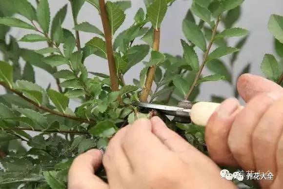 养薄荷的修剪方法技巧,修剪映山红花的技巧