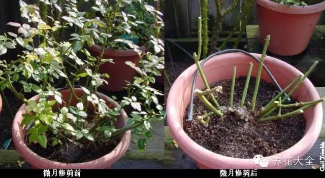 养薄荷的修剪方法技巧,修剪映山红花的技巧