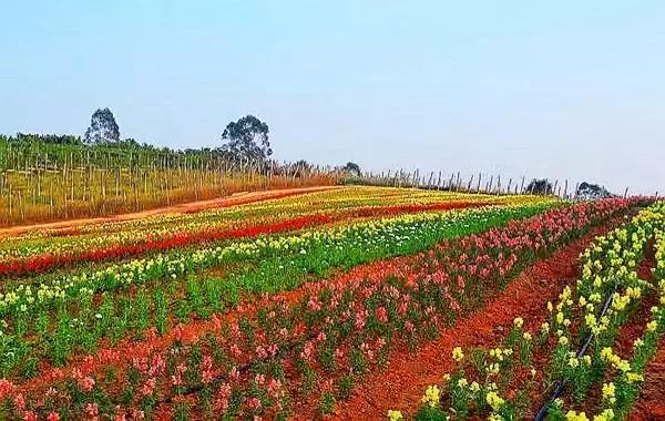 清远最美的花海在什么景点,广东清远花海风景