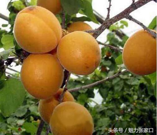 张家口吃美食最新,张家口饮食习惯