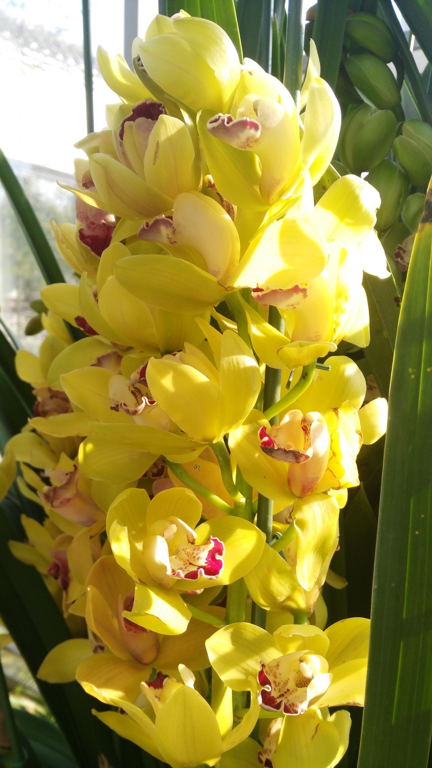 二十四番花信风视频诵读,小说二十四番花信风惊蛰