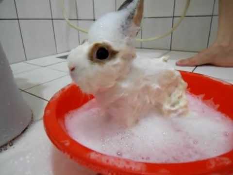 兔子洗澡后死了,兔子洗澡后奄奄一息还能救活吗