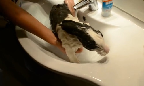 兔子洗澡后死了,兔子洗澡后奄奄一息还能救活吗