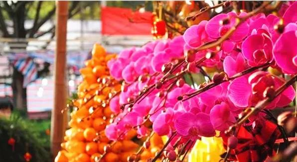 广州逛花市,在广州逛花街