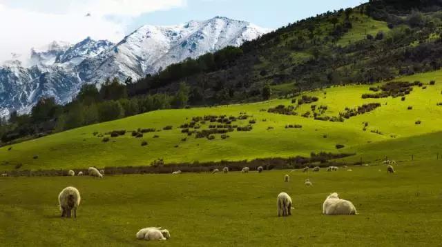 新西兰美利奴皮毛一体好不好,新西兰进口美利奴细羊毛