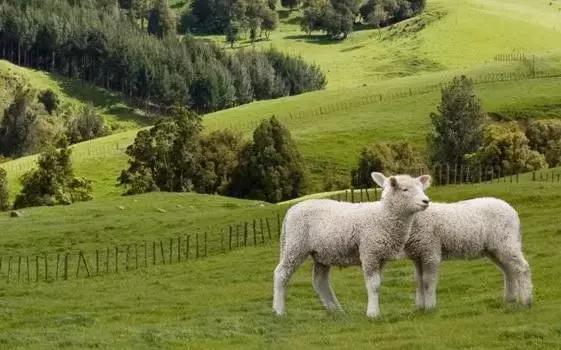 新西兰美利奴皮毛一体好不好,新西兰进口美利奴细羊毛