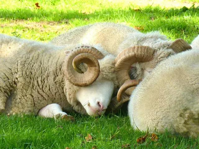 新西兰美利奴皮毛一体好不好,新西兰进口美利奴细羊毛