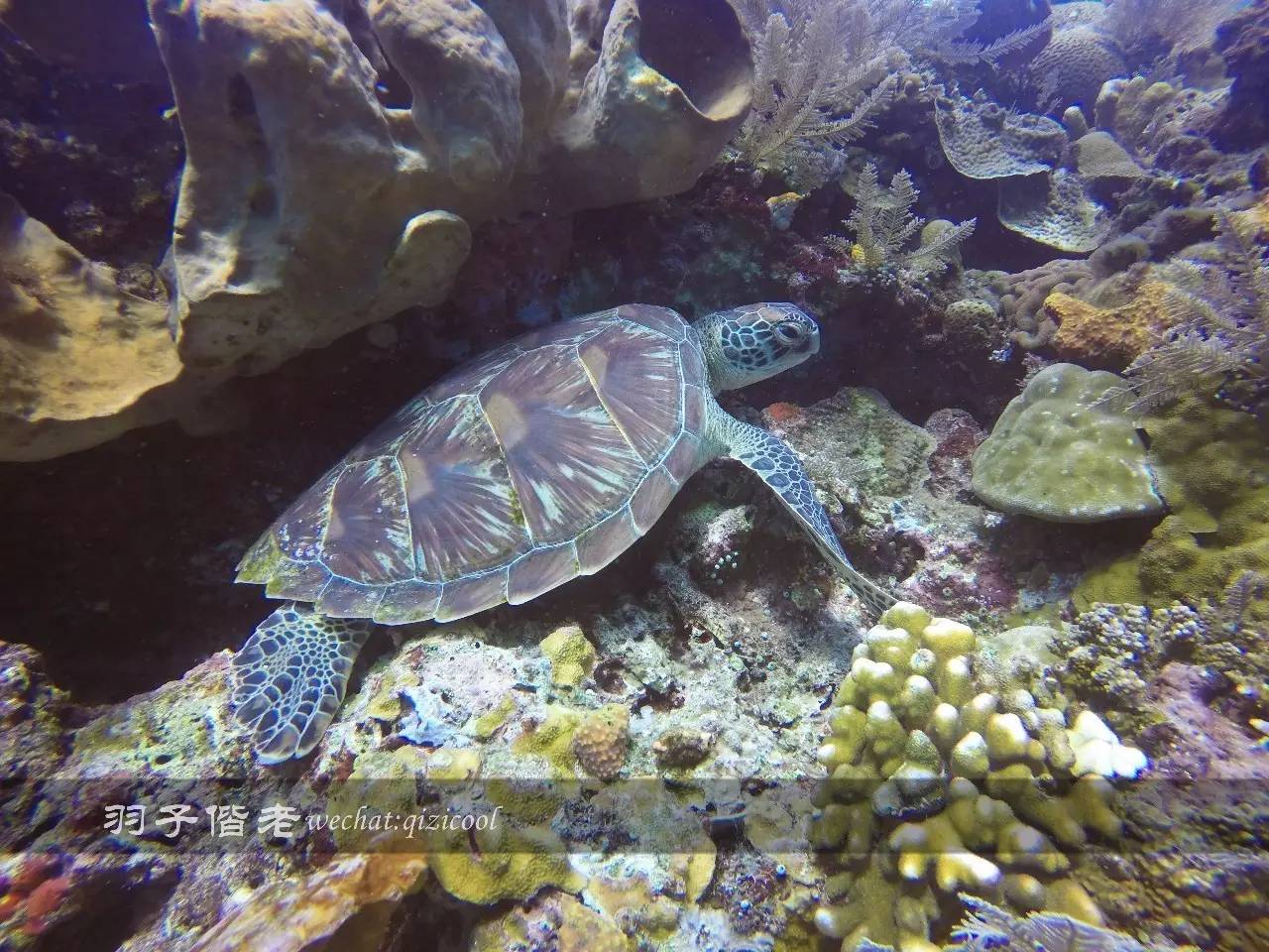 印尼美娜多旅游潜水攻略,印尼美娜多潜水圣地