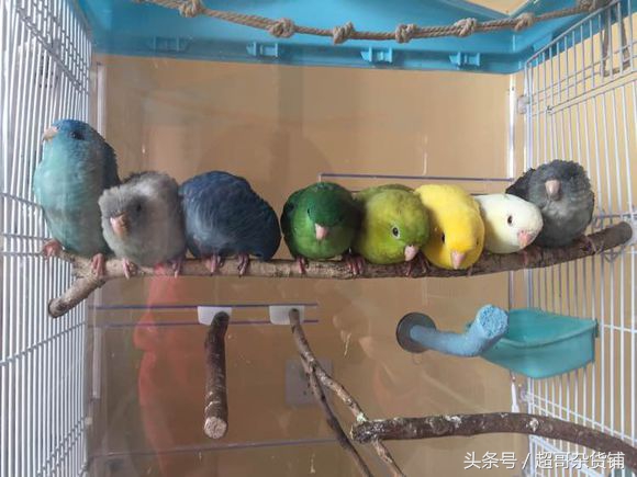 家有爱宠完整视频,家有爱宠2020