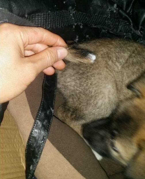 家养土狗被人称为“戴孝狗”，为了讨吉利主人狠心将其抛弃