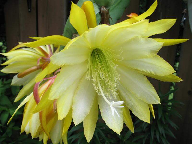 令箭荷花图片大全盆栽,令箭荷花盆栽图片大全