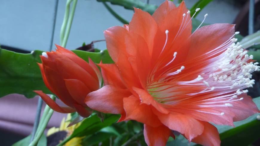 令箭荷花图片大全盆栽,令箭荷花盆栽图片大全