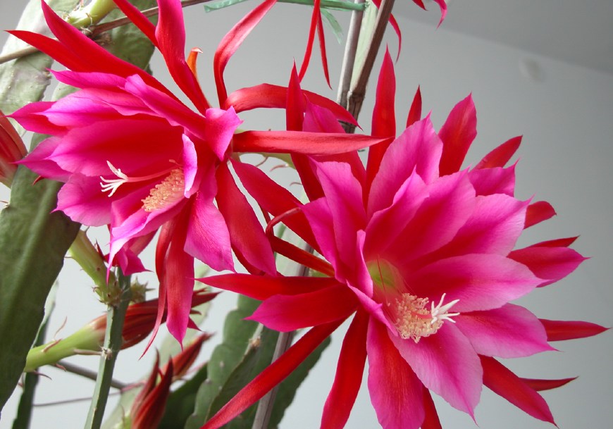 令箭荷花图片大全盆栽,令箭荷花盆栽图片大全