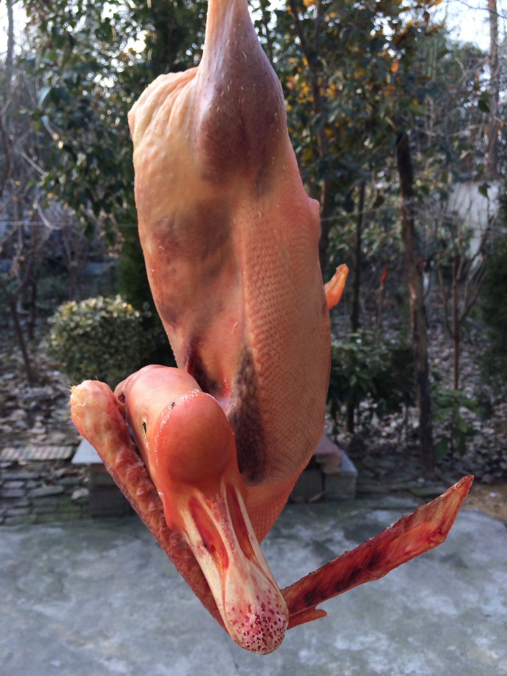 东北农村杀大鹅,农村里杀大鹅