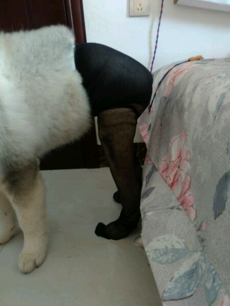 正宗哈士奇三把火,哈士奇三把火原版