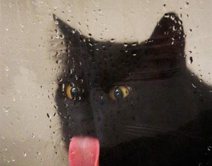 如果你家宠物靠近玻璃会怎么样？特别是哈士奇~