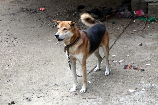 黄毛黑背黑嘴的土狗好不好,看家护院黑背土狗出售