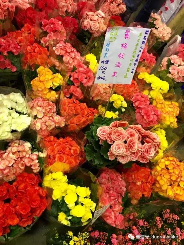 春节花市的鲜花,春节能看花的植物