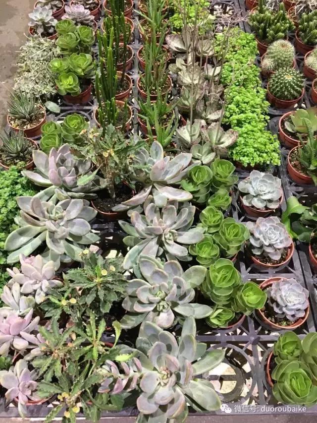 春节花市的鲜花,春节能看花的植物