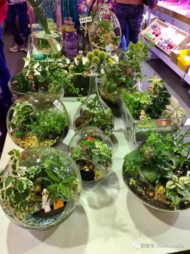 春节花市的鲜花,春节能看花的植物