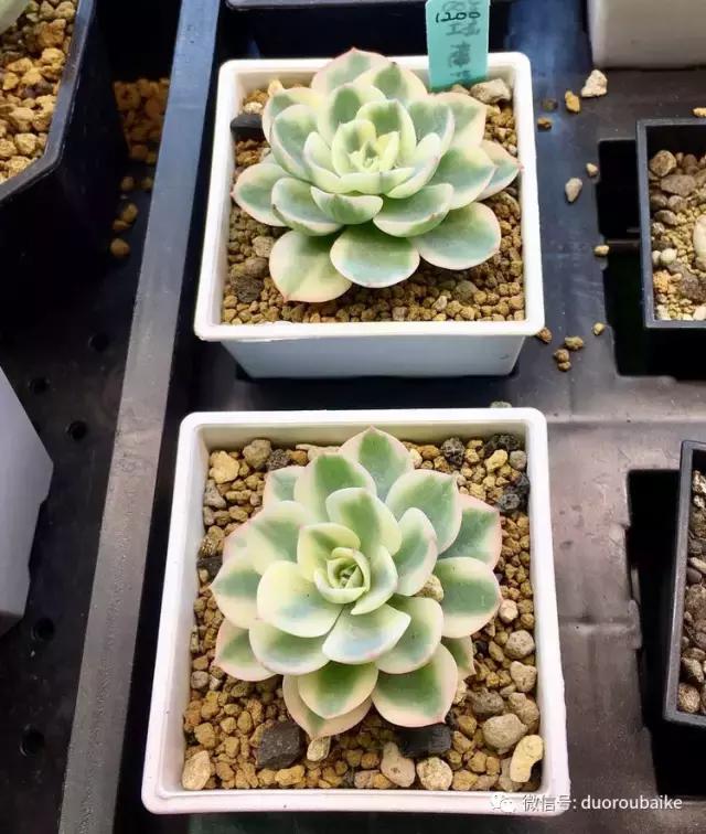 春节花市的鲜花,春节能看花的植物