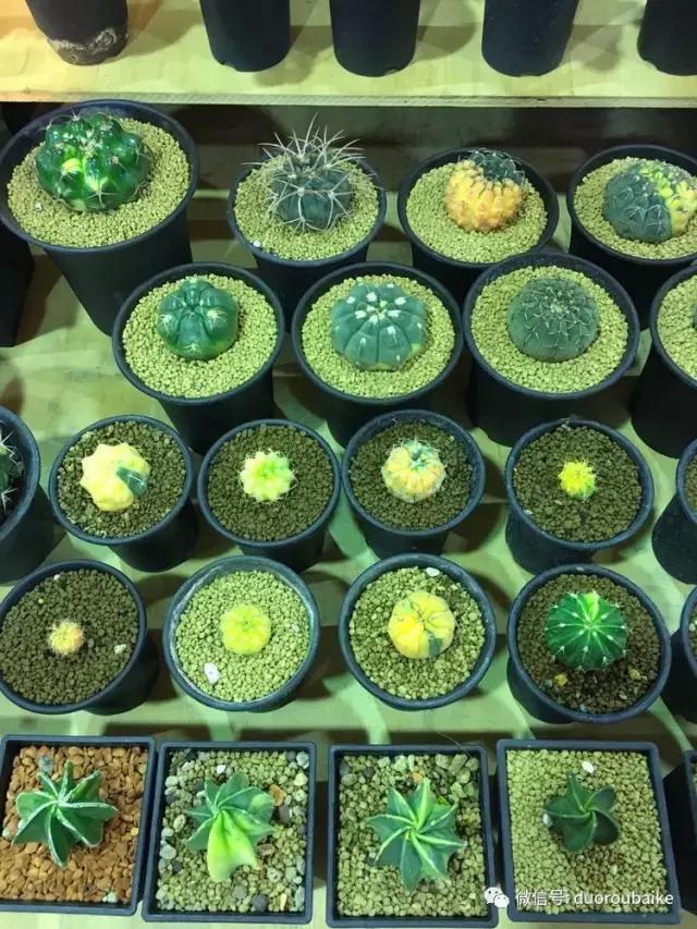 春节花市的鲜花,春节能看花的植物